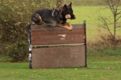 Briga Schutzhund 3 Dezember 2009 Bild Nr. 9