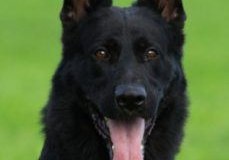 Poldi von Pentavita