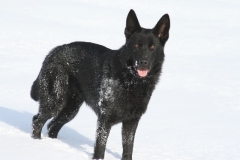 Inka, Briga, Maiga, Winter 2010 Bild Nr. 11
