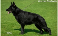 itzy-von-pentavita-1