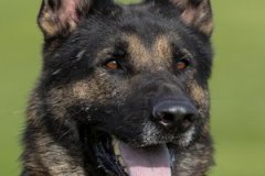 Max-von-Pentavita-300