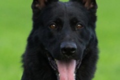 Poldi von Pentavita