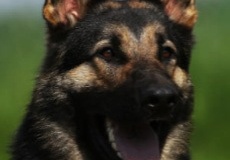 Xavi von Pentavita